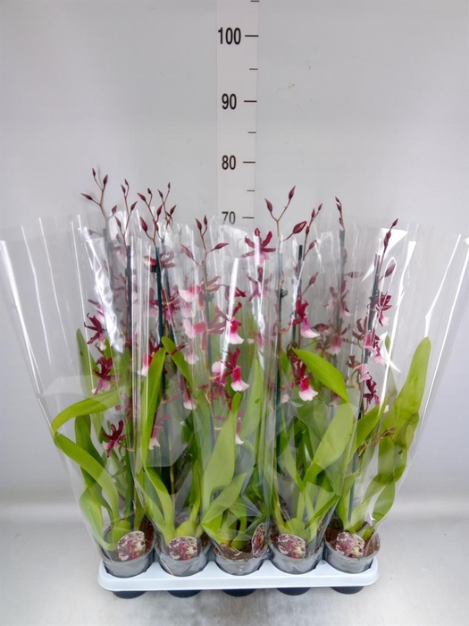 <h4>xMiltonidium 'Renaissance Grandeu'</h4>