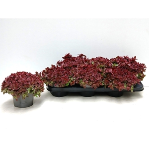 SEDUM OV