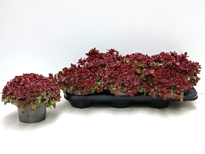 <h4>SEDUM OV</h4>