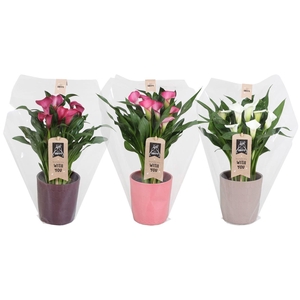 Zantedeschia gemengd Calla mix in Tico keramiek