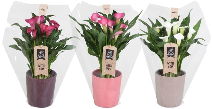 <h4>Zantedeschia gemengd Calla mix in Tico keramiek</h4>