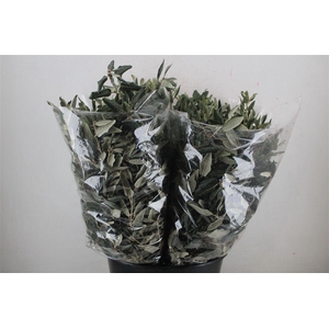 Steeneik Leaves P Bunch