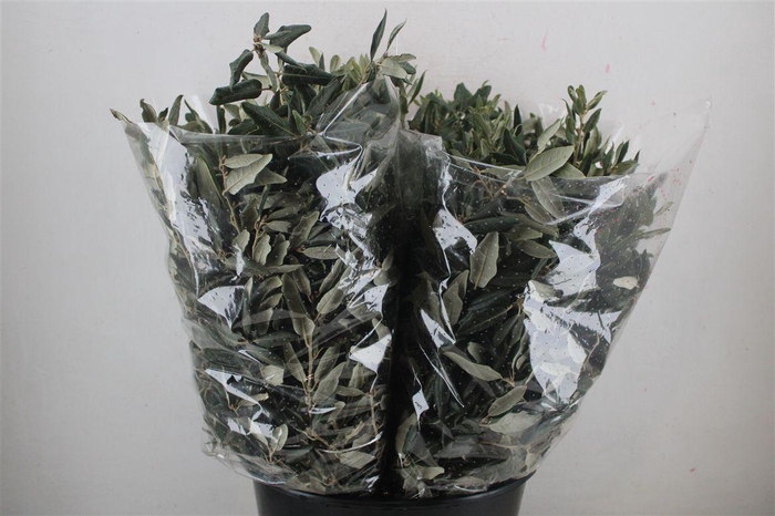 <h4>Steeneik Leaves P Bunch</h4>