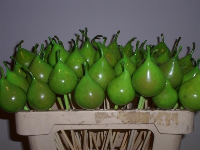 <h4>Wax Peer Op Stok H%</h4>