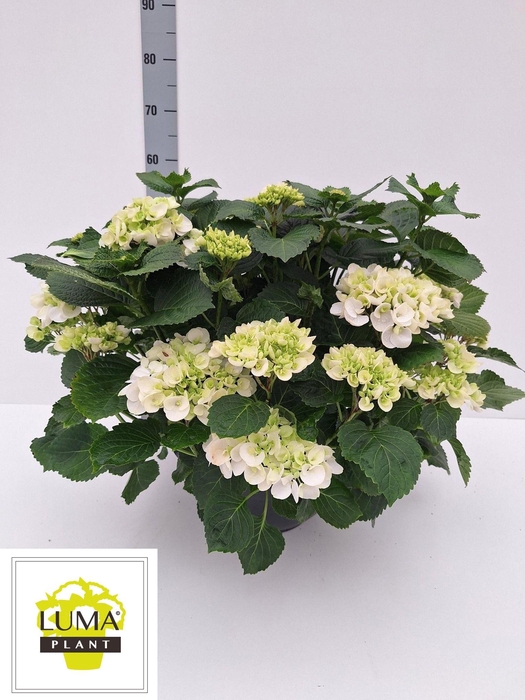 <h4>HYDR M CRYSTAL PALAC</h4>