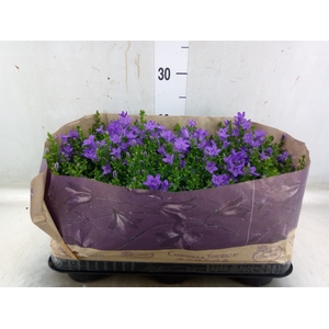 Campanula porten. 'Blueone'
