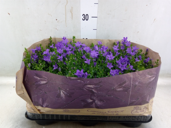 <h4>Campanula porten. 'Blueone'</h4>
