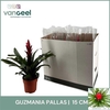 Guzmania Pallas