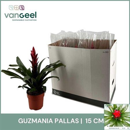 Guzmania Pallas