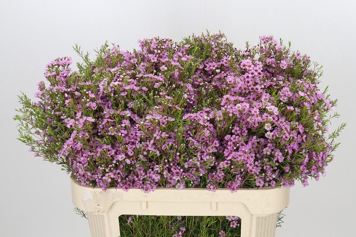 <h4>Chamelaucium Kerryn</h4>