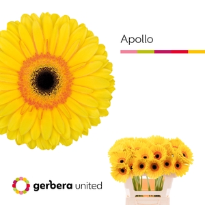 Gerbera Apollo Water