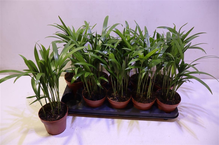 <h4>Dypsis Lutescens</h4>