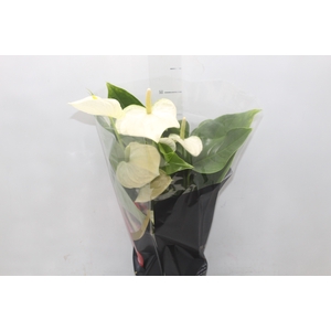 ANTHURIUM ALASKA P17 PREMIUM