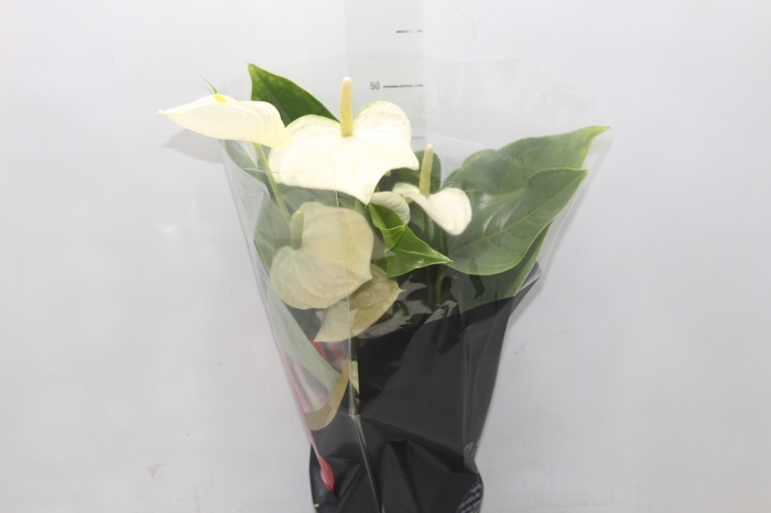 <h4>ANTHURIUM ALASKA P17 PREMIUM</h4>
