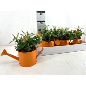 ARR TUINPLANTEN