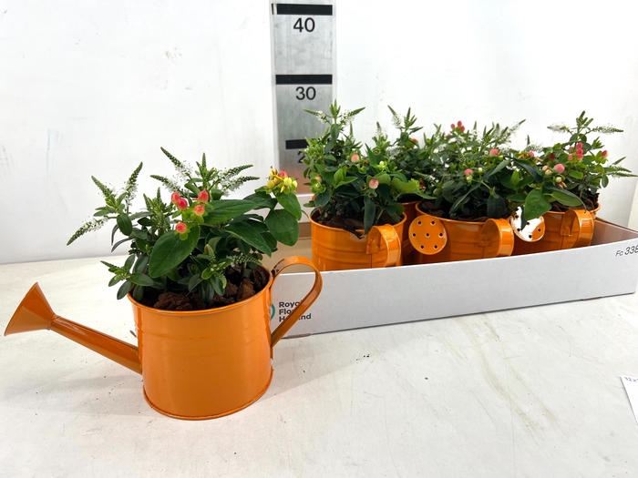 <h4>ARR TUINPLANTEN</h4>