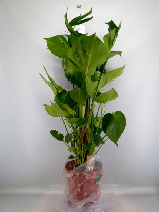 <h4>Monstera delic.</h4>