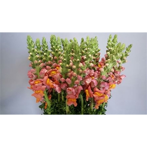 ANTIRRHINUM POTOMAC ORANGE DARK