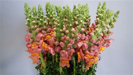 ANTIRRHINUM POTOMAC ORANGE DARK