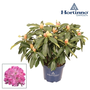 Hortinno® Garden XXL Pink Tiger groen 50 - 60 cm