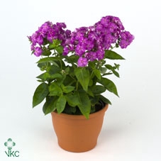 Phlox panic. 'Lilac Flame'