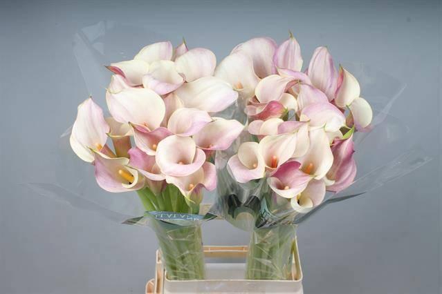 <h4>ZANT BLUSHING LADY</h4>