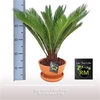 Cycas revoluta TC Pot+ Schotel