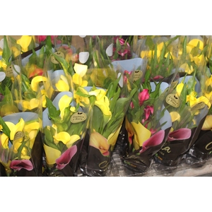 CALLA COLORIDA P14 PREMIUM