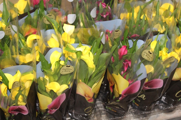 <h4>CALLA COLORIDA P14 PREMIUM</h4>