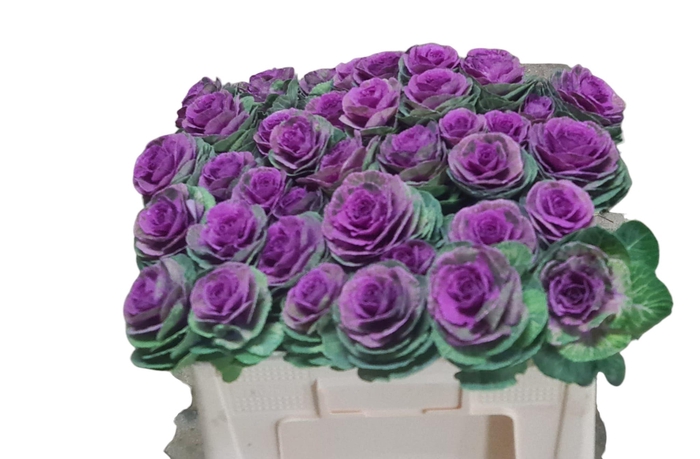 <h4>BRASS RED CRANE</h4>