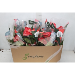 ANTHURIUM MINNESOTA P15