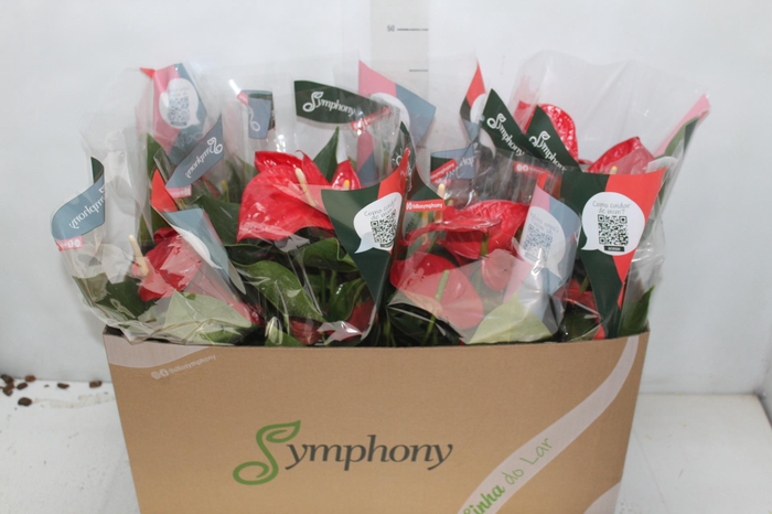 <h4>ANTHURIUM MINNESOTA P15</h4>