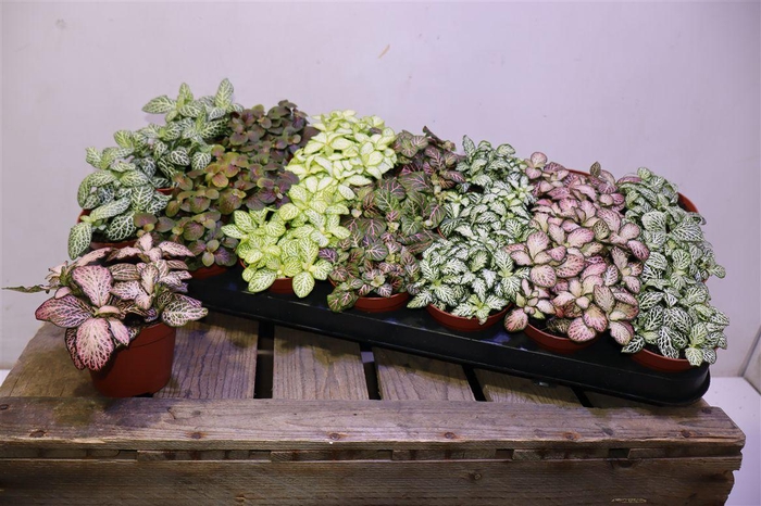 <h4>Fitt Gem 7 Kl</h4>