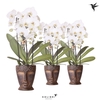 Kolibri Orchids Cascade Niagara Fall white 3 spike in Totem Mask pot