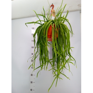 Lepismium bolivianum