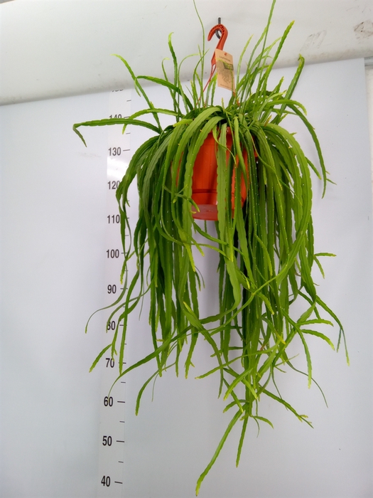 <h4>Lepismium bolivianum</h4>