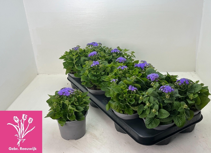 <h4>AGER HOUSTONIANUM OV</h4>