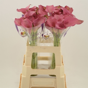 Calla Hollywood