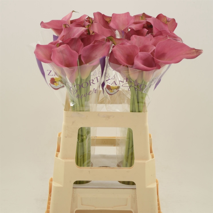 <h4>Calla Hollywood</h4>