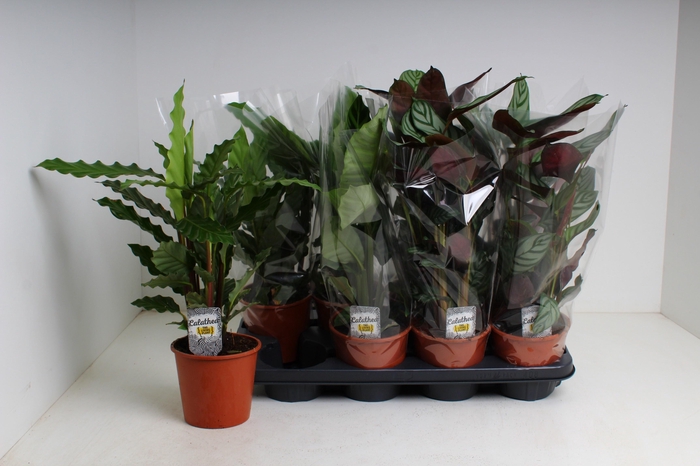 arr8 Calat Gem 3 Srt