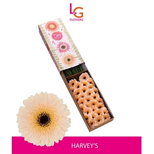 Ge Mi Harveys - Fust 614