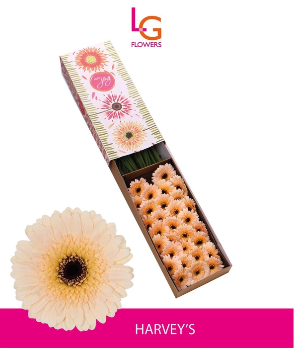 <h4>Ge Mi Harveys - Fust 614</h4>