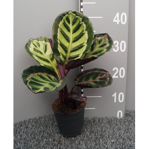 Calathea roseopicta var. illustris