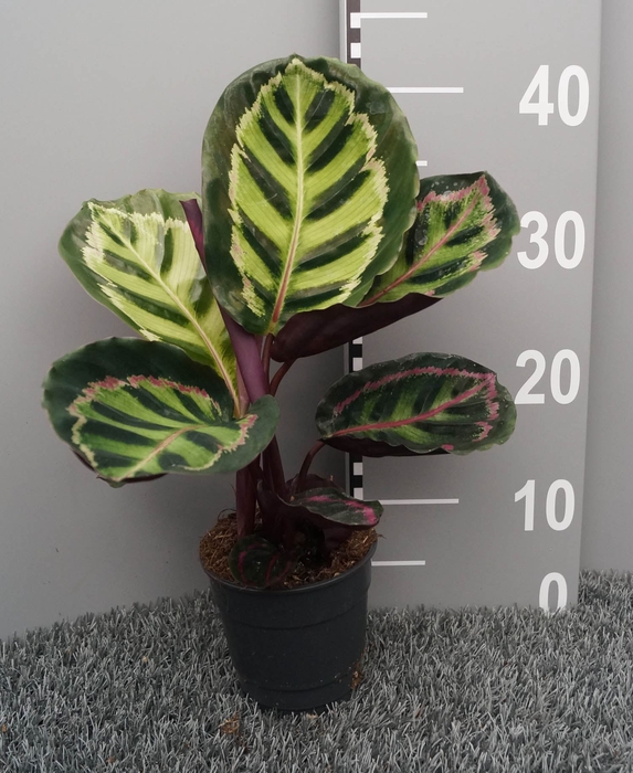 <h4>Calathea roseopicta var. illustris</h4>