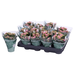 Kalan Mini Gev 2kl Roze - Wit