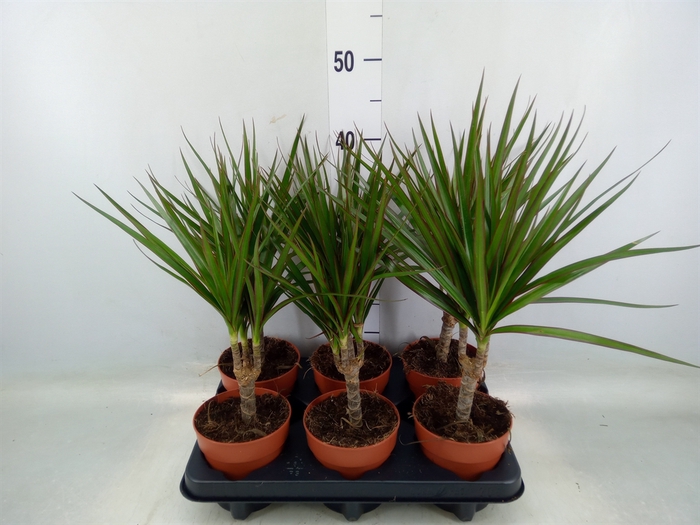 <h4>Dracaena marg.</h4>