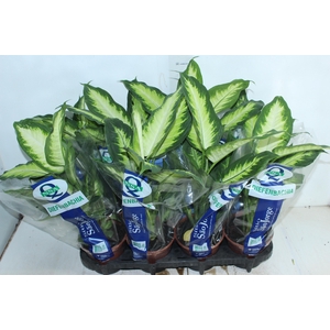DIEFFENBACHIA VARIADO P15