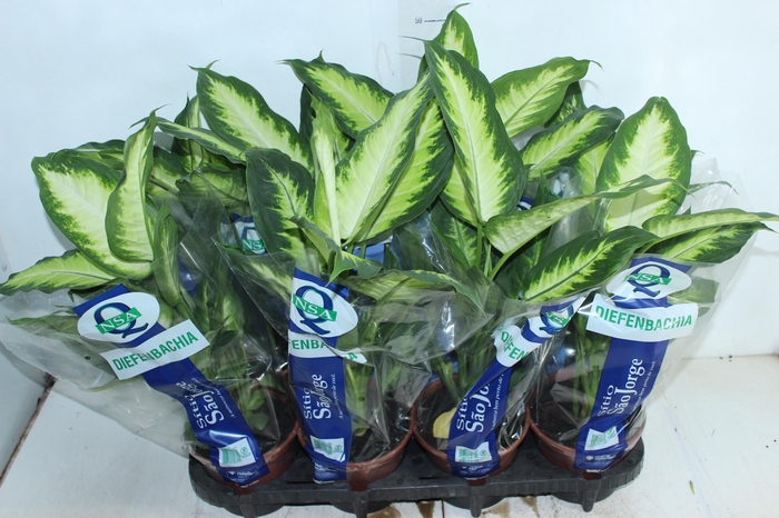 <h4>DIEFFENBACHIA VARIADO P15</h4>