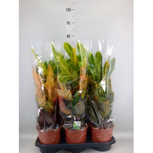 Codiaeum var. GR 'Excellent'