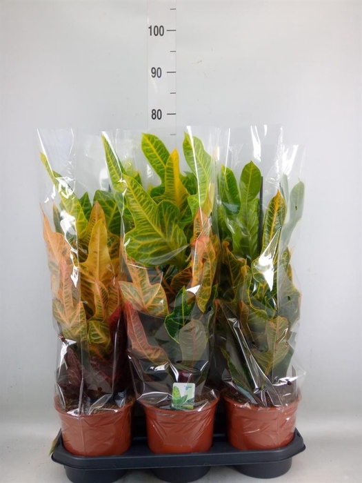 <h4>Codiaeum var. GR 'Excellent'</h4>